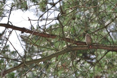 Pinus pungens - borovice pichlavá - šiška a větve